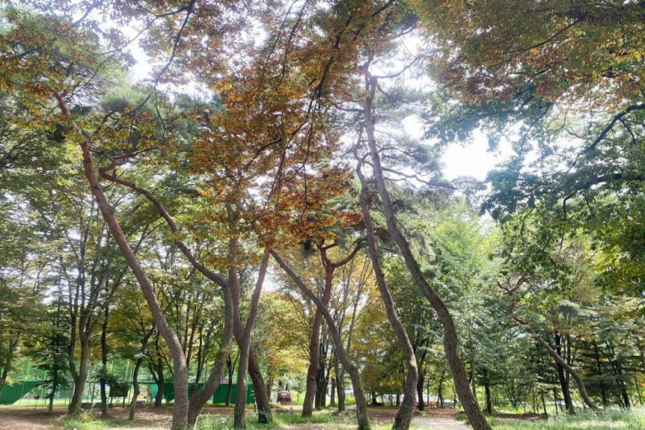 갈계숲 여행 추천 - 메고지고