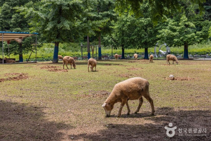 늘솔길공원양떼목장 여행 추천 - 메고지고