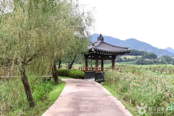보은강 연꽃방죽 여행 추천 - 메고지고