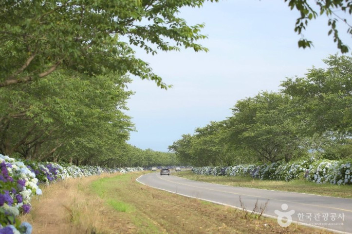 녹산로 유채꽃도로 여행 추천 - 메고지고