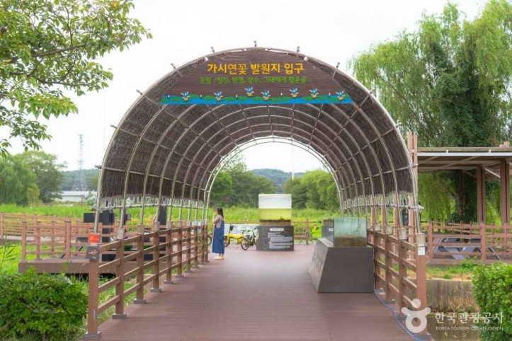 경포가시연습지 여행 추천 - 메고지고