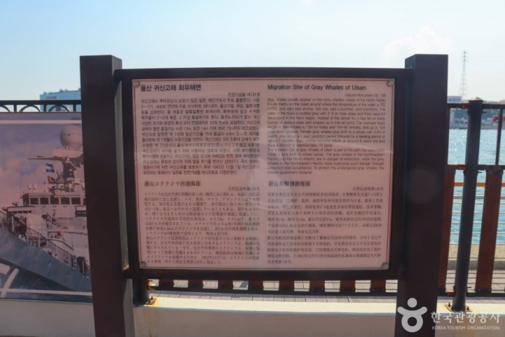 울산 귀신고래 회유해면 여행 추천 - 메고지고