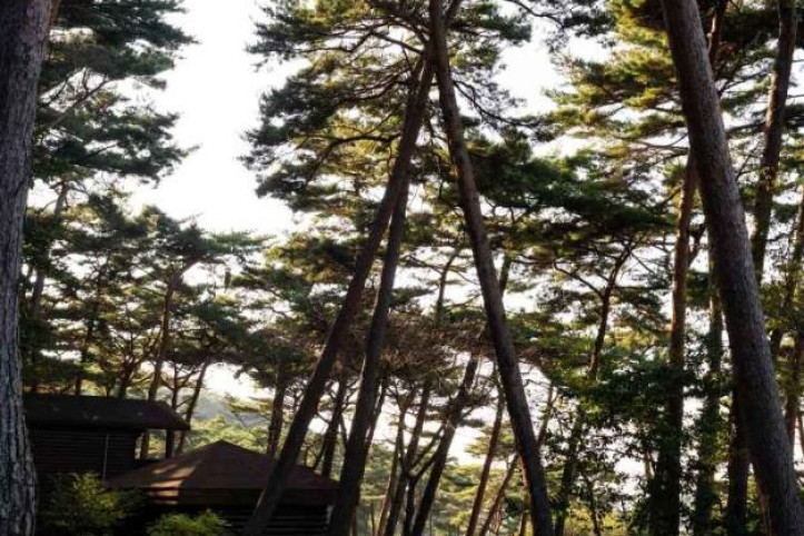 안면도자연휴양림 여행 추천 - 메고지고