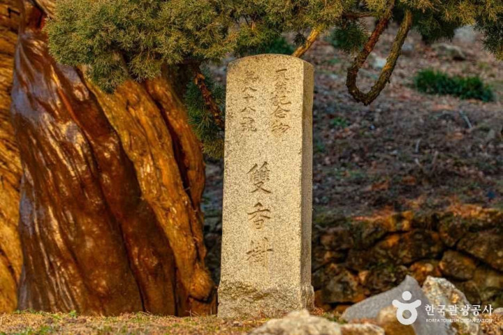 순천 송광사 천자암 쌍향수(곱향나무) 여행 추천 - 메고지고