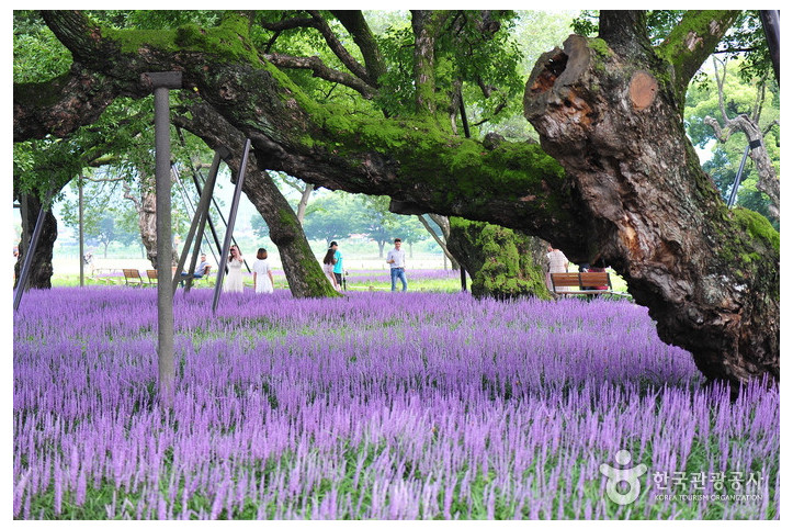 성주 경산리 성밖숲 여행 추천 - 메고지고
