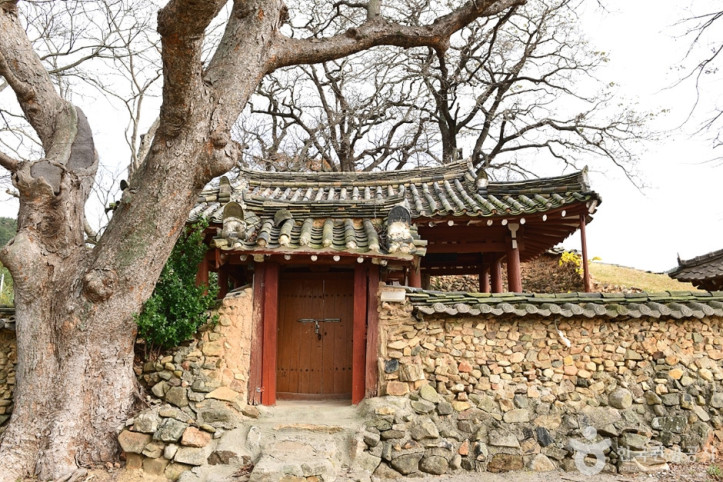 함평 양재리의 이팝나무 여행 추천 - 메고지고