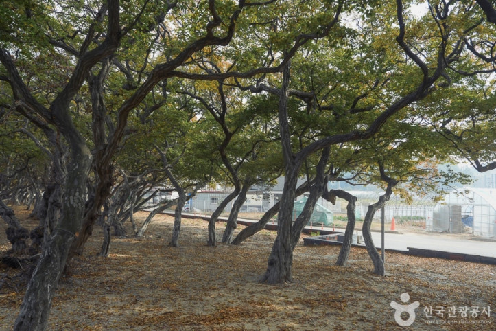 소사나무 군락지 여행 추천 - 메고지고