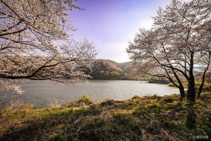 가실벚꽃길 여행 추천 - 메고지고