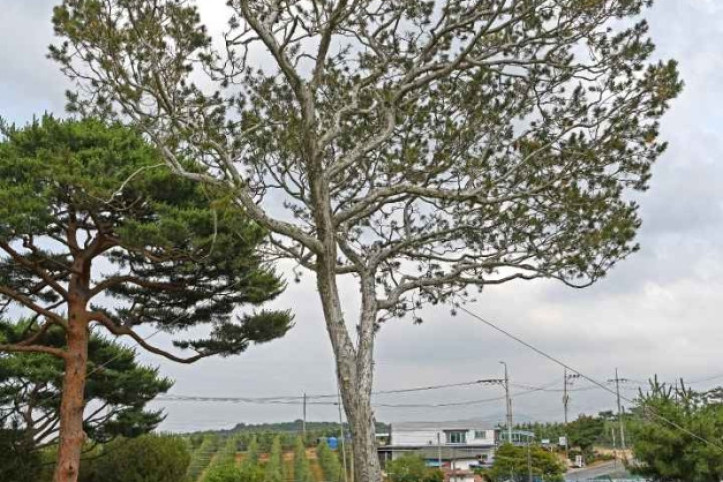 예산 용궁리 백송 여행 추천 - 메고지고