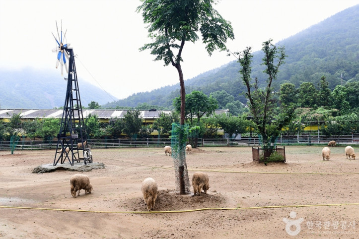 한우드림 동물체험장 여행 추천 - 메고지고