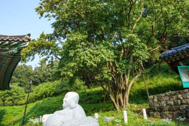 인곡리 모과나무 여행 추천 - 메고지고