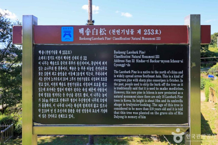 이천 신대리 백송 여행 추천 - 메고지고