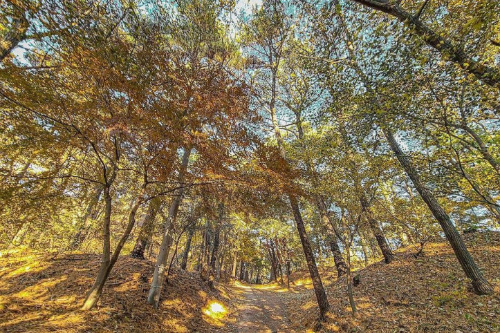 비봉산(안성) 여행 추천 - 메고지고