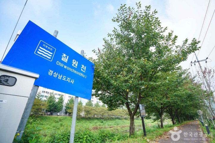 칠원천 벚꽃길 여행 추천 - 메고지고