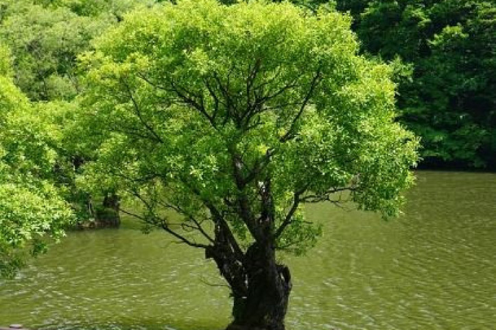 주산지(청송 국가지질공원) 여행 추천 - 메고지고