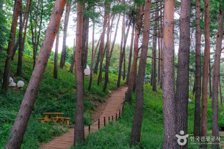 강릉 솔향수목원 여행 추천 - 메고지고