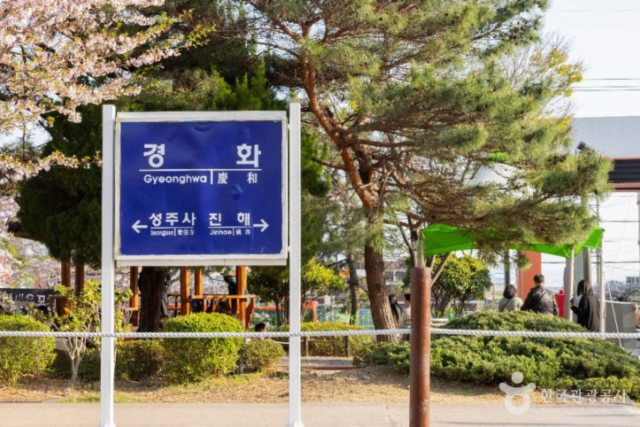 경화역 벚꽃길 여행 추천 - 메고지고