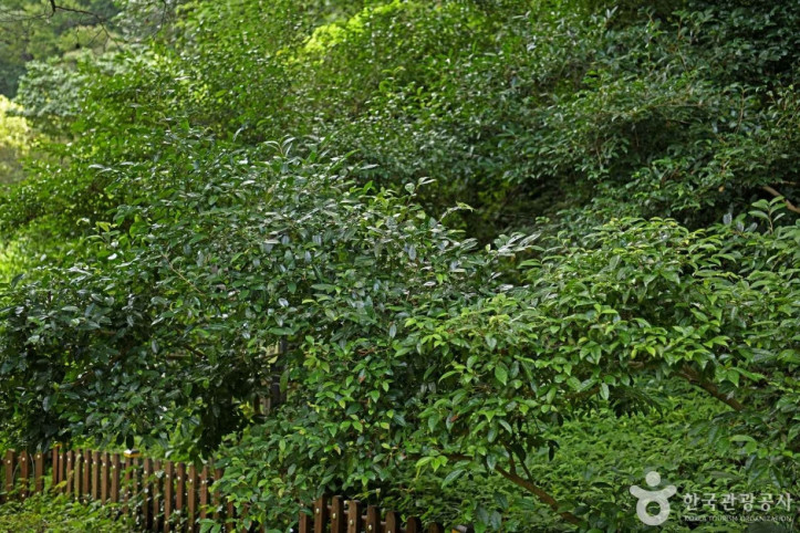 보성녹차 시배지 여행 추천 - 메고지고