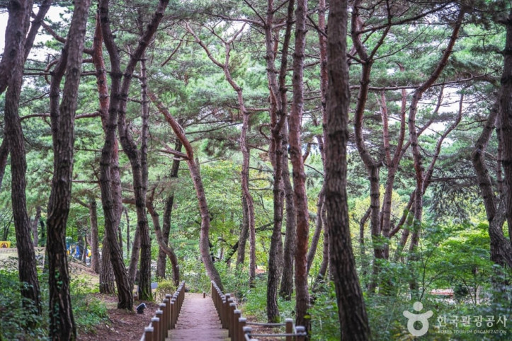 태학산 치유의 숲 여행 추천 - 메고지고