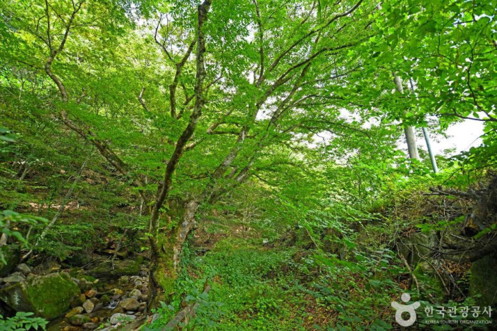소백산 가리점마을(마조리마을) 여행 추천 - 메고지고