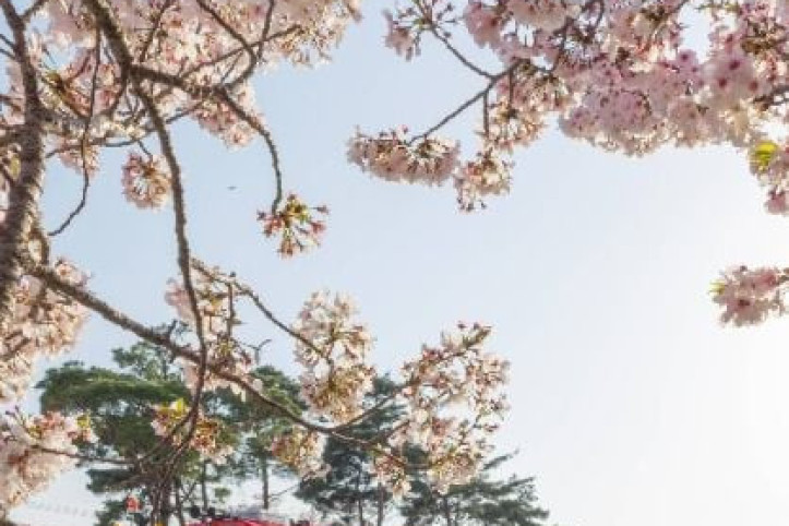 경화역 벚꽃길 여행 추천 - 메고지고