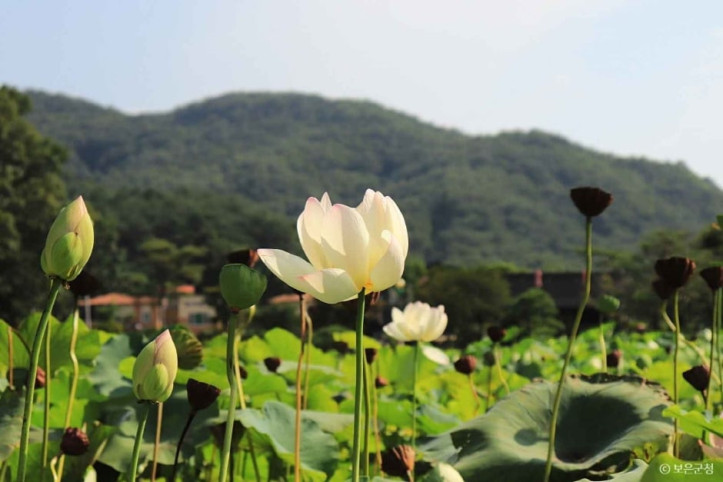 속리산연꽃단지 여행 추천 - 메고지고