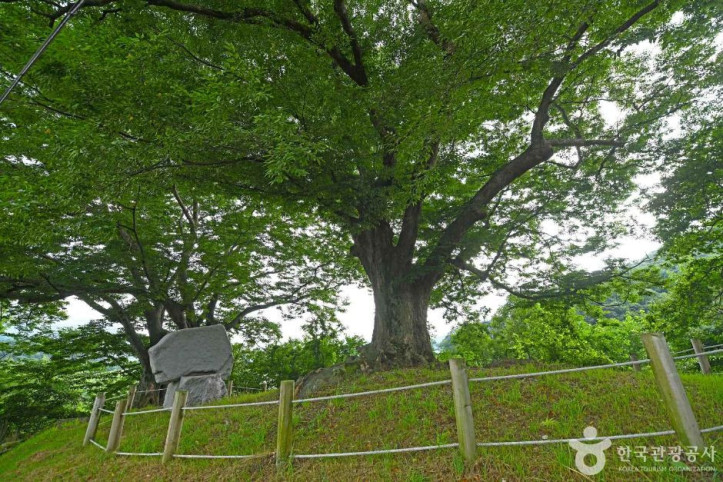 장수 봉덕리 느티나무 여행 추천 - 메고지고