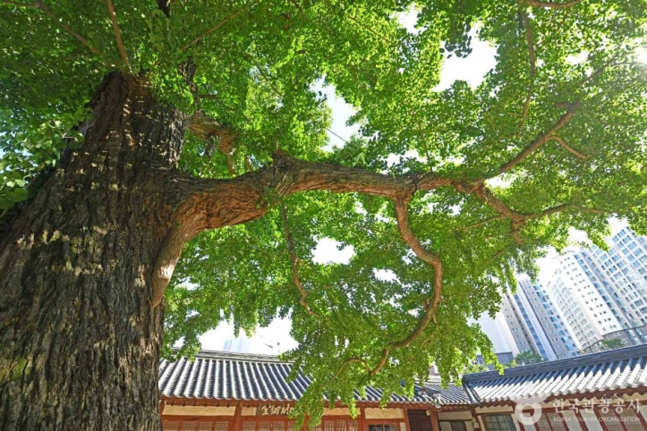 서산향교 은행나무 여행 추천 - 메고지고