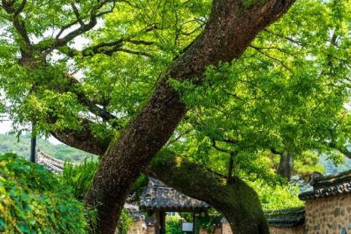 남사예담촌 여행 추천 - 메고지고