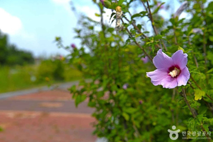 새만금무궁화공원 여행 추천 - 메고지고
