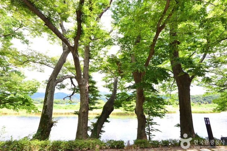 화순동복연둔리숲정이 여행 추천 - 메고지고