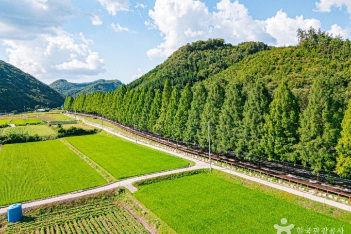부귀 메타세쿼이아길 여행 추천 - 메고지고