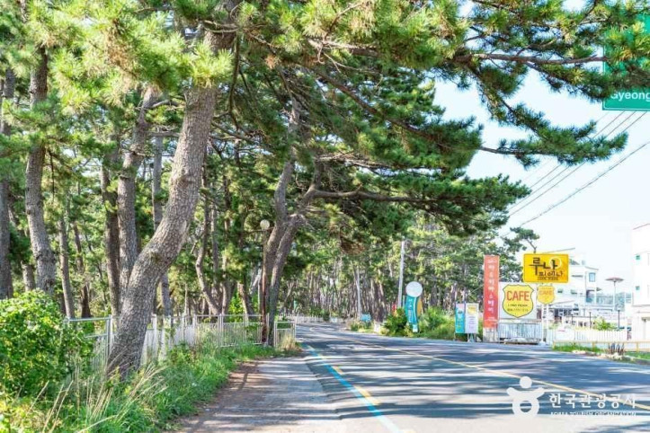 전촌솔밭해변 여행 추천 - 메고지고