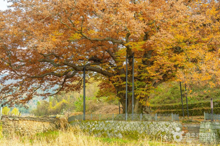 남원 진기리 느티나무 여행 추천 - 메고지고