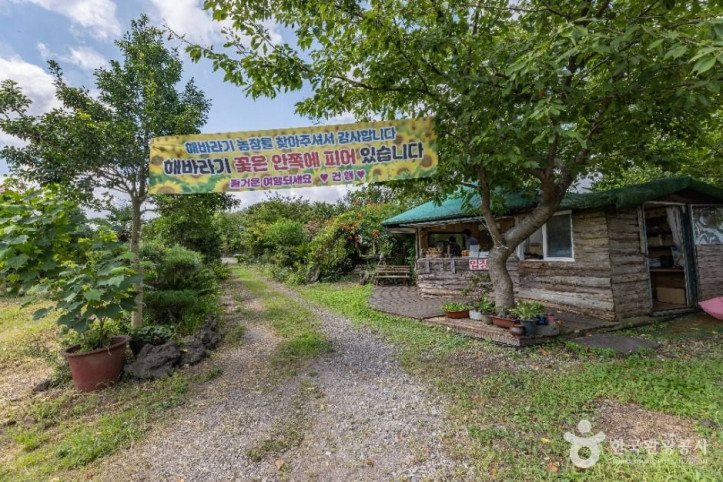 김경숙해바라기농장 여행 추천 - 메고지고