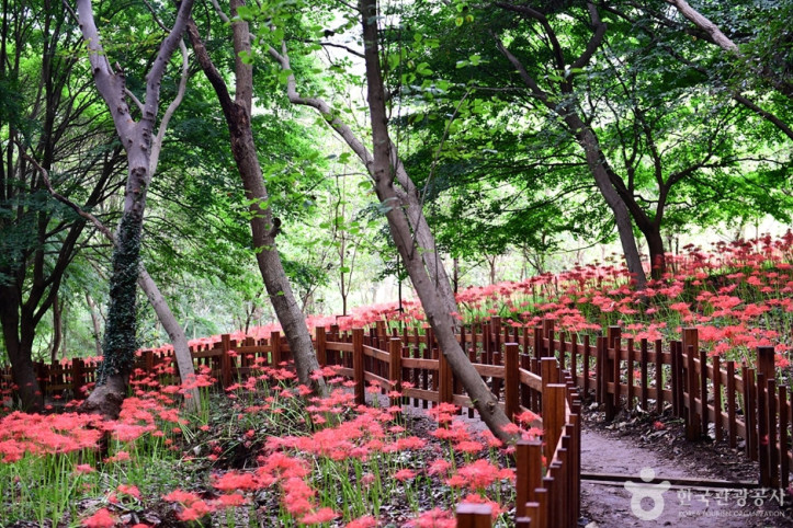 용천사 꽃무릇공원 여행 추천 - 메고지고
