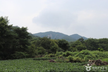괴산 송덕리 미선나무 자생지 여행 추천 - 메고지고