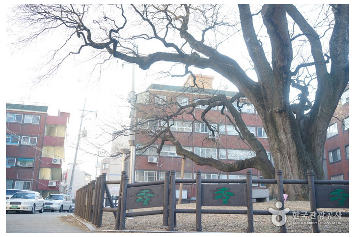 인천 신현동 회화나무 여행 추천 - 메고지고