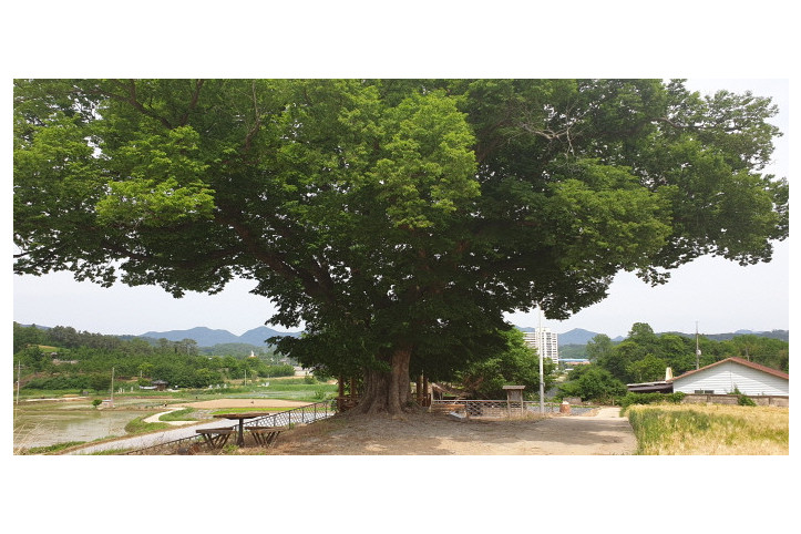 구미 낙성리 느티나무 여행 추천 - 메고지고
