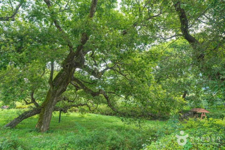 산청 실매리 왕버드나무군 여행 추천 - 메고지고