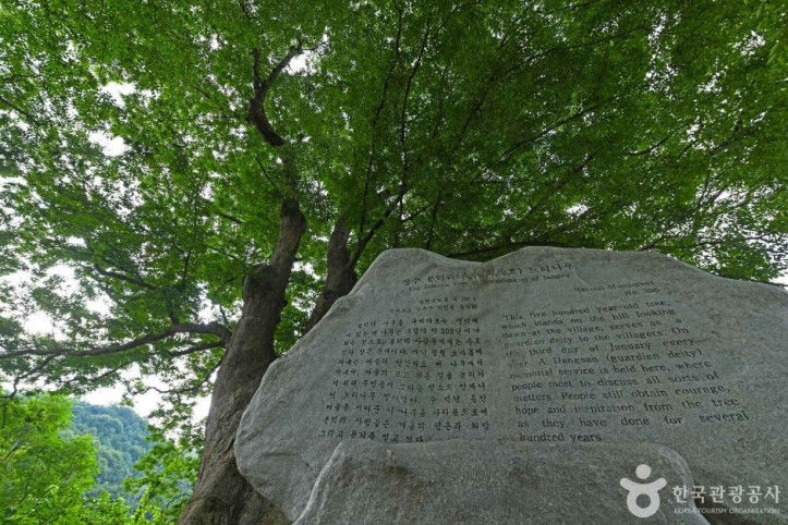 장수 봉덕리 느티나무 여행 추천 - 메고지고