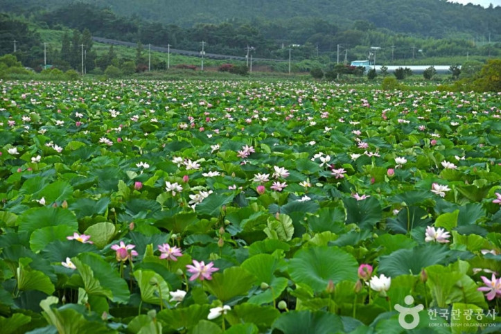 나주 우습제 여행 추천 - 메고지고