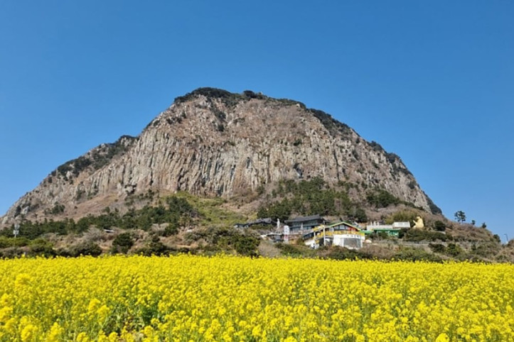 산방산유채꽃밭 여행 추천 - 메고지고