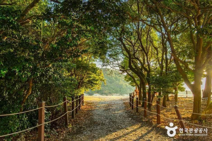완도 미라리 상록수림 여행 추천 - 메고지고