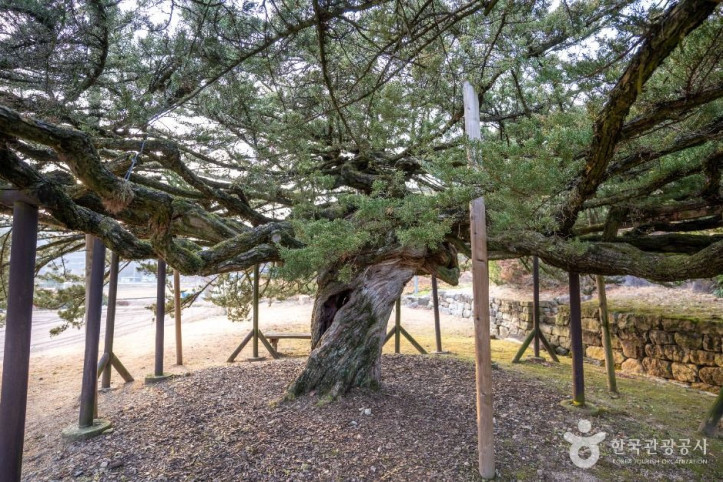 안동 주하리 뚝향나무 여행 추천 - 메고지고