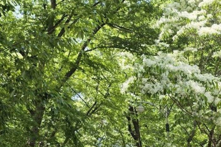 자인계정숲(경산 자인의계정숲) 여행 추천 - 메고지고