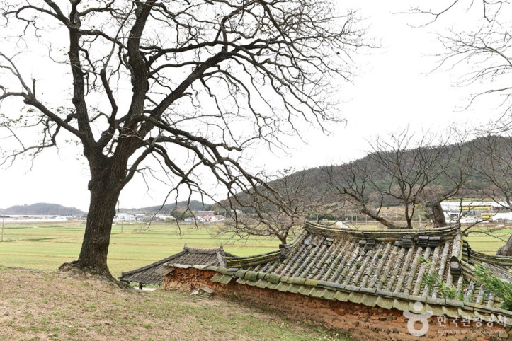 함평 양재리의 이팝나무 여행 추천 - 메고지고