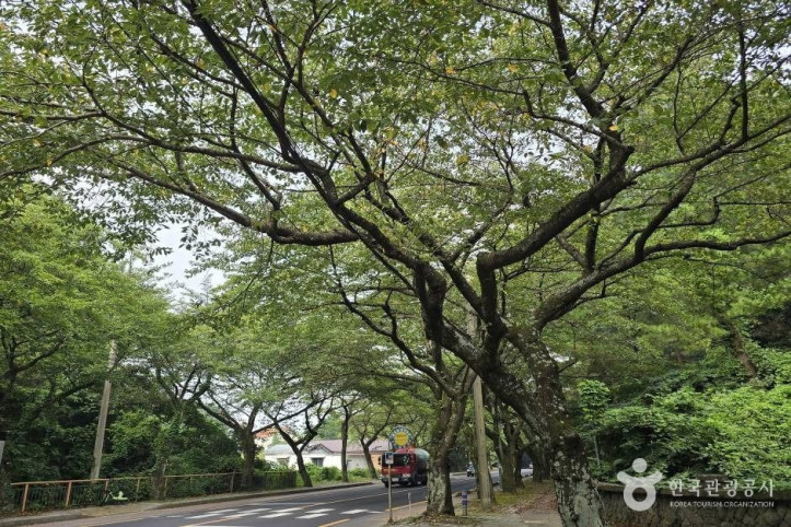 제주대 벚꽃길 여행 추천 - 메고지고