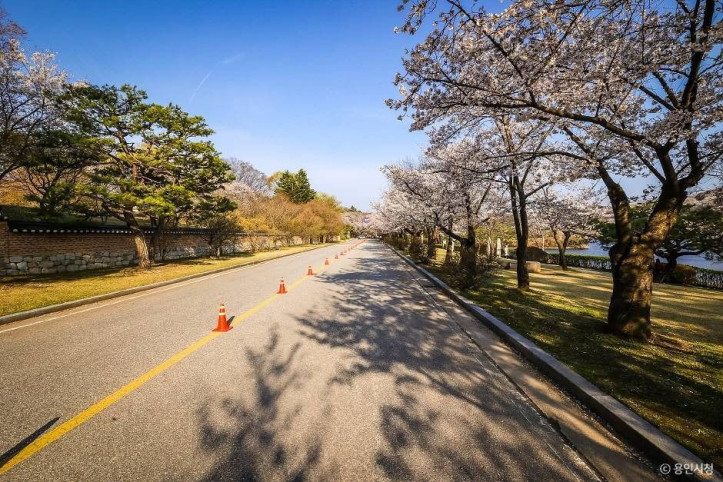 가실벚꽃길 여행 추천 - 메고지고