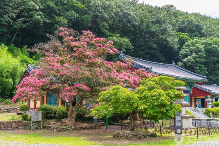 반야사 여행 추천 - 메고지고